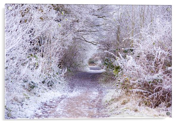 The Lane to Narnia Acrylic by Dawn Cox