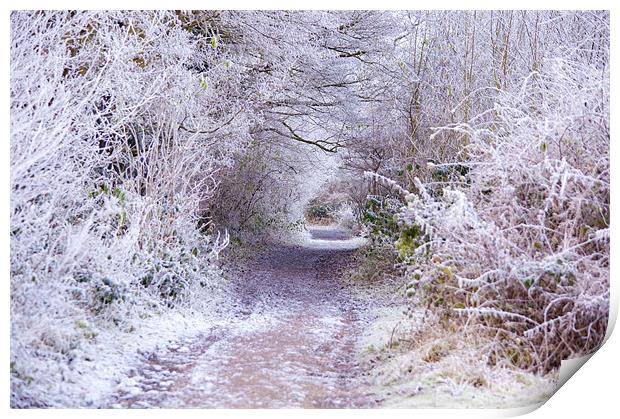 The Lane to Narnia Print by Dawn Cox