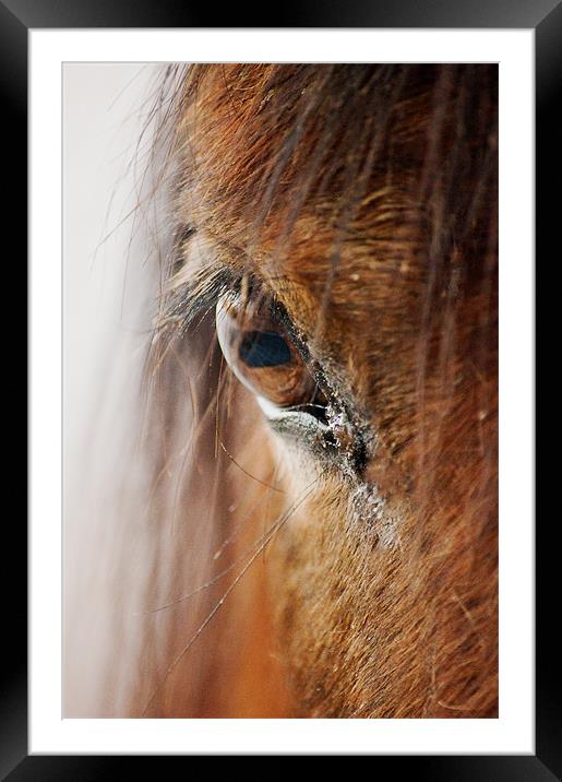 Look into my eyes Framed Mounted Print by Dawn Cox