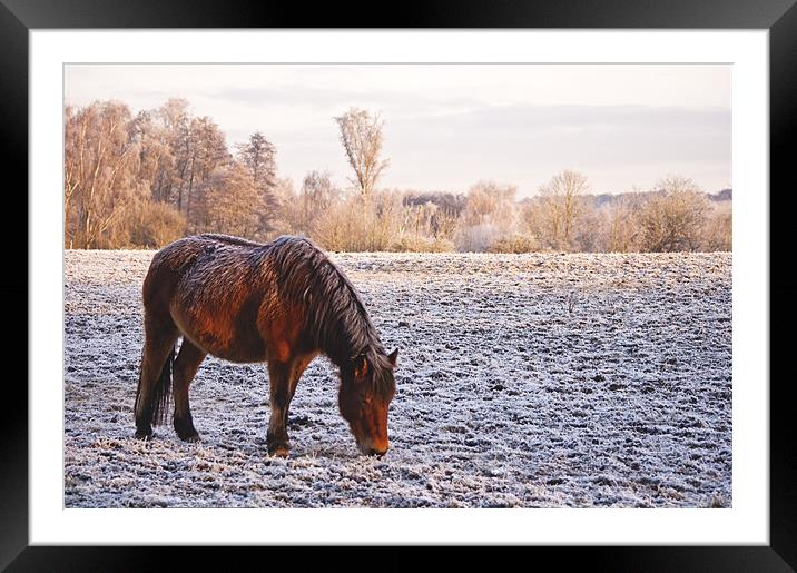 Pony grazing in the frost Framed Mounted Print by Dawn Cox