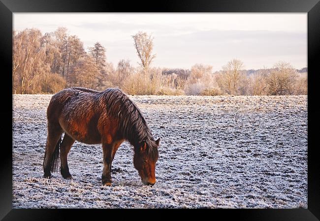 Pony grazing in the frost Framed Print by Dawn Cox