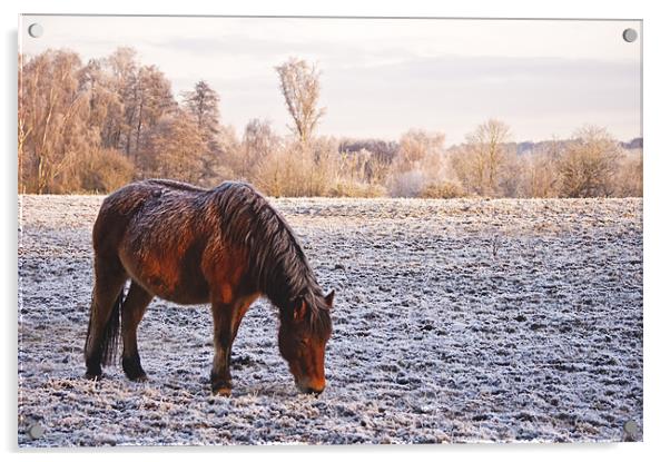 Pony grazing in the frost Acrylic by Dawn Cox