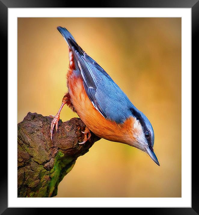 Nuthatch Framed Mounted Print by John Dickson