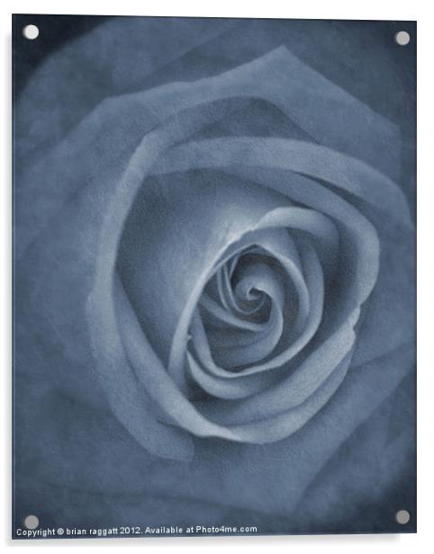 In Bloom Acrylic by Brian  Raggatt
