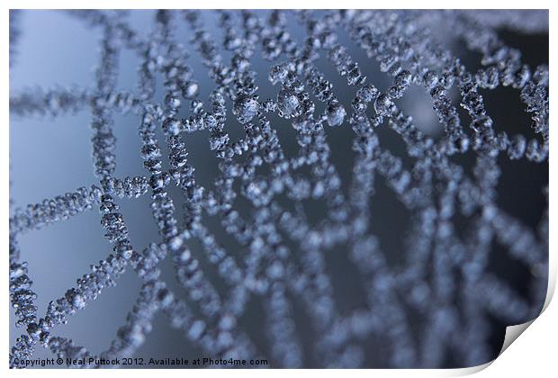 Winter Web Print by Neal P