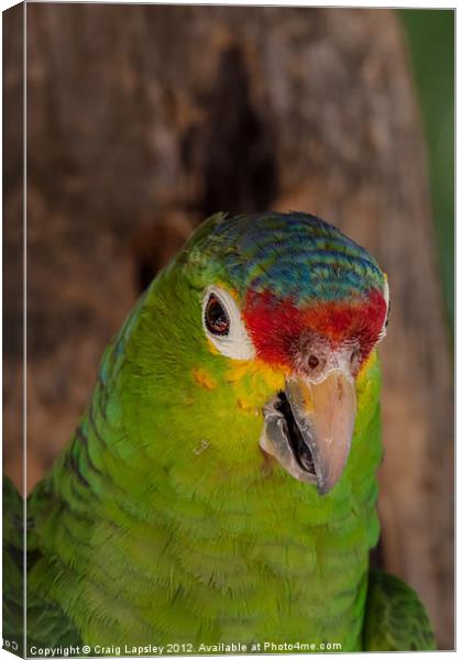 red lored parrot Canvas Print by Craig Lapsley