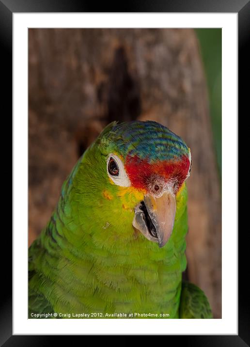 red lored parrot Framed Mounted Print by Craig Lapsley