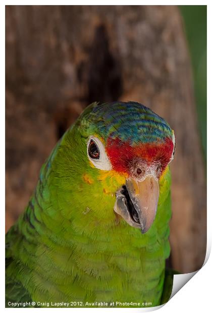 red lored parrot Print by Craig Lapsley