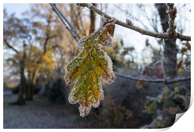 Leaf Print by Neal P