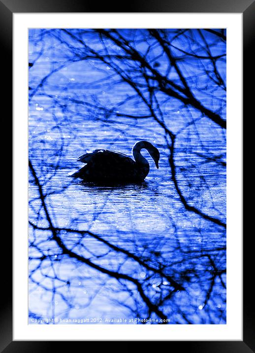 Swan Lake Blues Framed Mounted Print by Brian  Raggatt