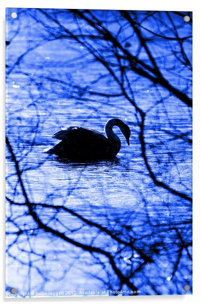 Swan Lake Blues Acrylic by Brian  Raggatt
