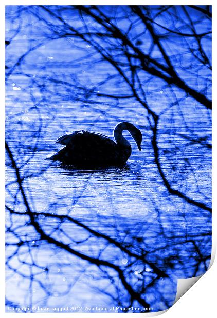 Swan Lake Blues Print by Brian  Raggatt