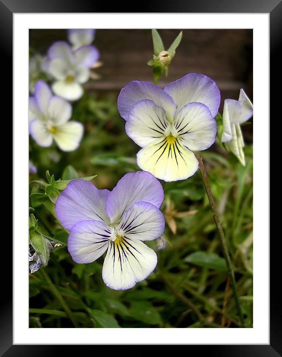 miniature pansies Framed Mounted Print by Heather Newton
