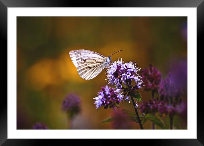 Memories of Summer Framed Mounted Print by Dawn Cox