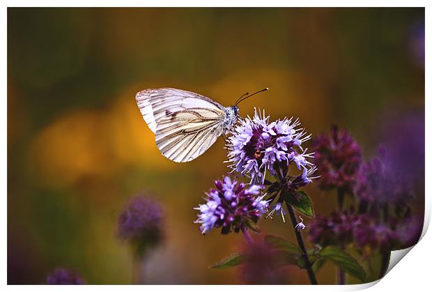 Memories of Summer Print by Dawn Cox