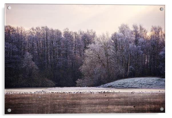 Frosty lake at sevenoaks wildlife reserve Acrylic by Dawn Cox