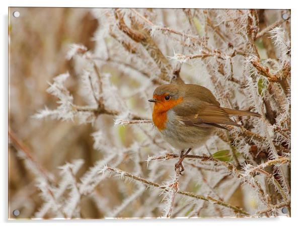 Robin on frosty bush Acrylic by Mick Vogel