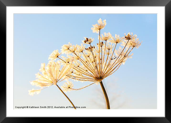Frost covered cow parsley Framed Mounted Print by Kathleen Smith (kbhsphoto)