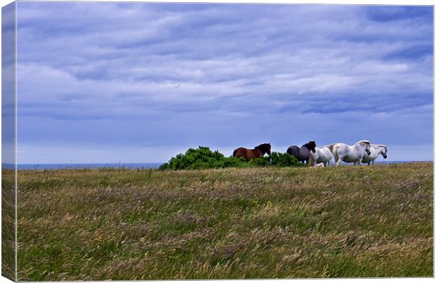 Horses waiting for the storm Canvas Print by Hazel Powell