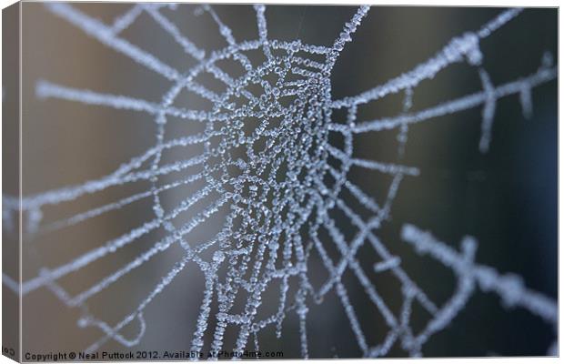 Frozen Web Canvas Print by Neal P