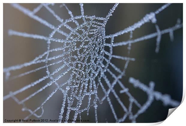 Frozen Web Print by Neal P