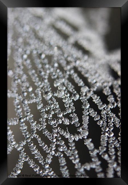 Frozen Spiders Web Framed Print by Neal P