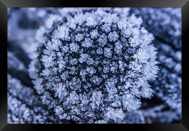 Ice Flower Framed Print by Neal P