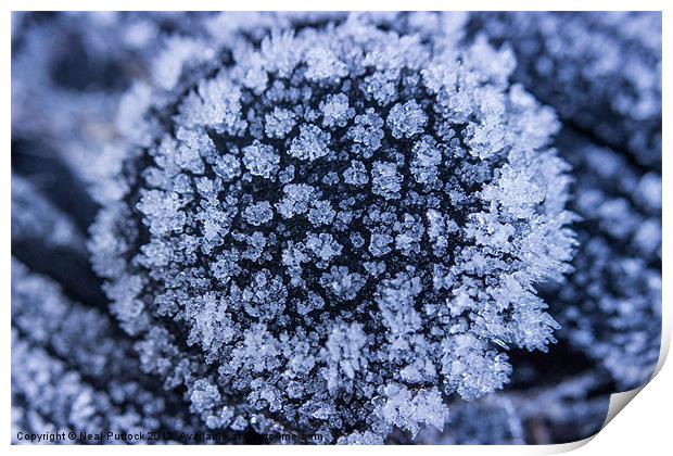 Ice Flower Print by Neal P