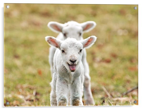 Twin Spring Lambs Acrylic by Diana Mower