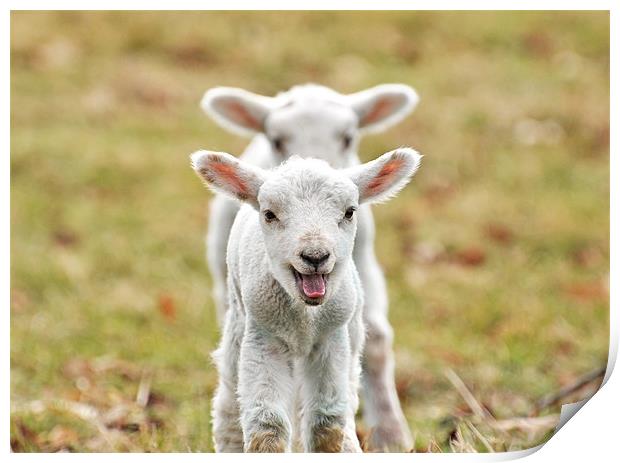Twin Spring Lambs Print by Diana Mower