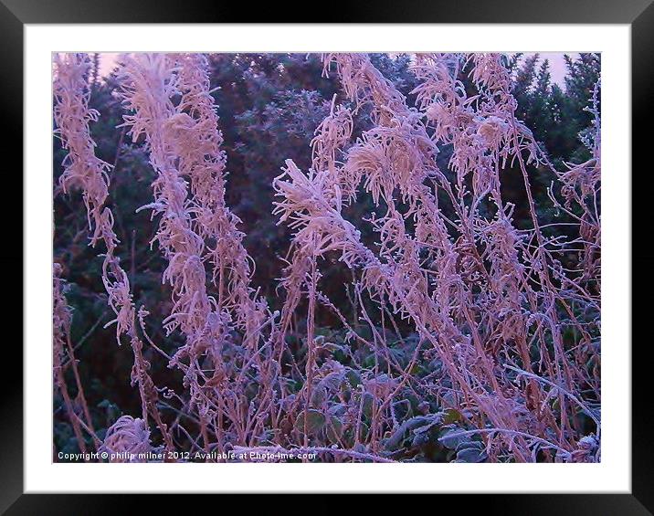 Frosty Pink Framed Mounted Print by philip milner
