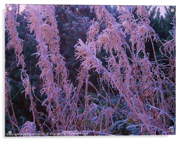 Frosty Pink Acrylic by philip milner
