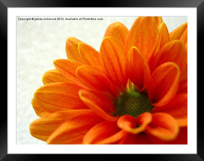 Orange Petals Framed Mounted Print by james richmond