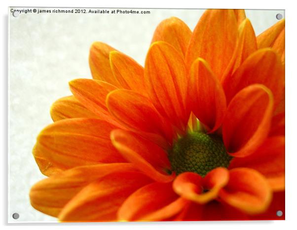 Orange Petals Acrylic by james richmond