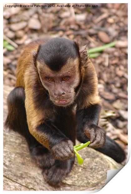 Capuchin Monkey Print by Valerie Paterson