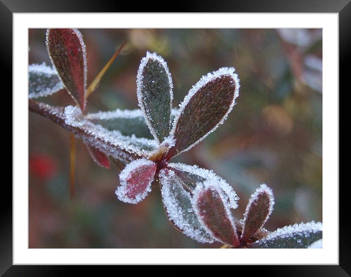 leaves of ice Framed Mounted Print by carin severn
