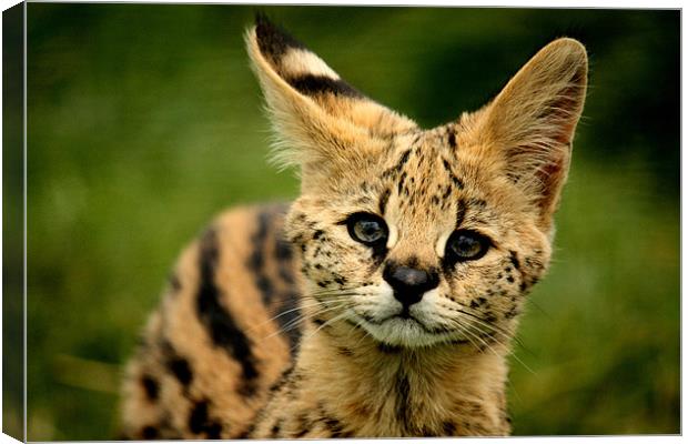 Serval Kitten Canvas Print by Selena Chambers
