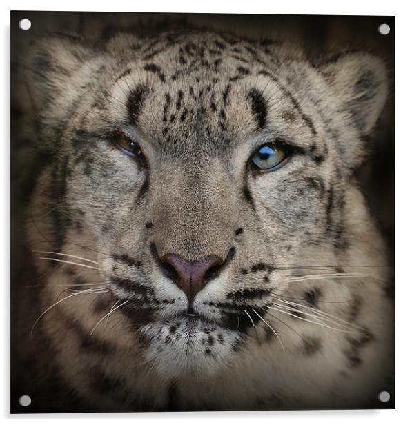 Snow Leopard Acrylic by John Dickson