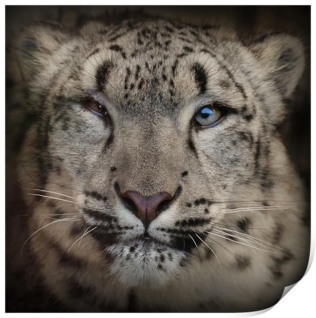 Snow Leopard Print by John Dickson