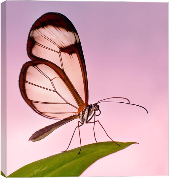 Glasswinged Butterfly Canvas Print by John Dickson