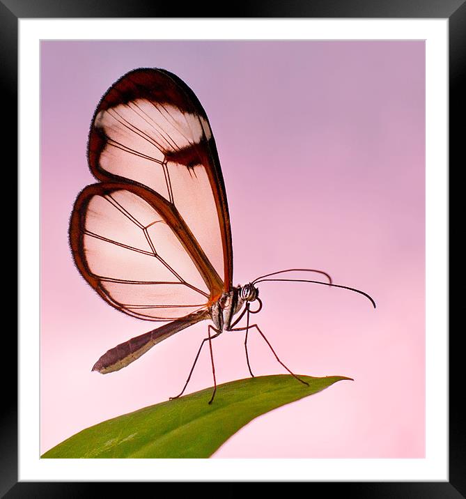 Glasswinged Butterfly Framed Mounted Print by John Dickson