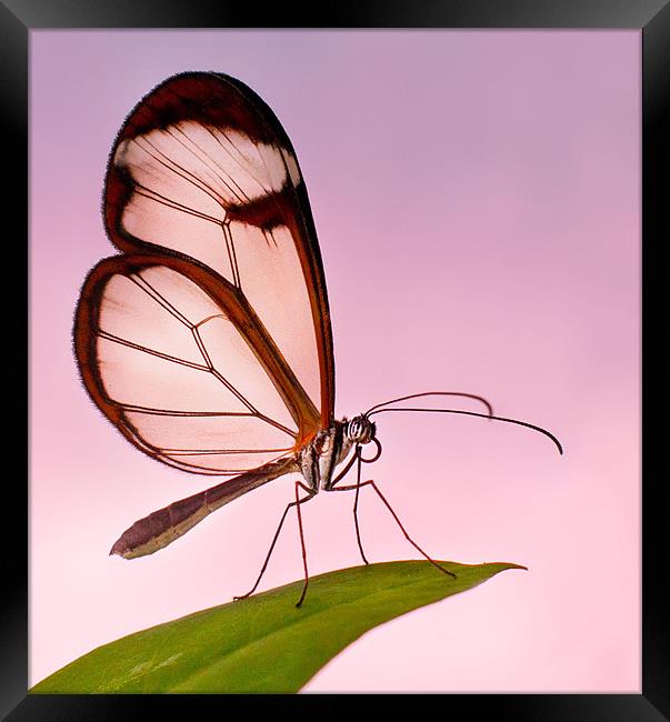 Glasswinged Butterfly Framed Print by John Dickson