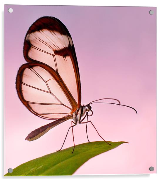 Glasswinged Butterfly Acrylic by John Dickson