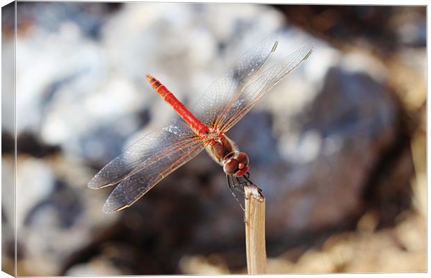 Red Veined Darter Dragonfly Canvas Print by Paula Guy
