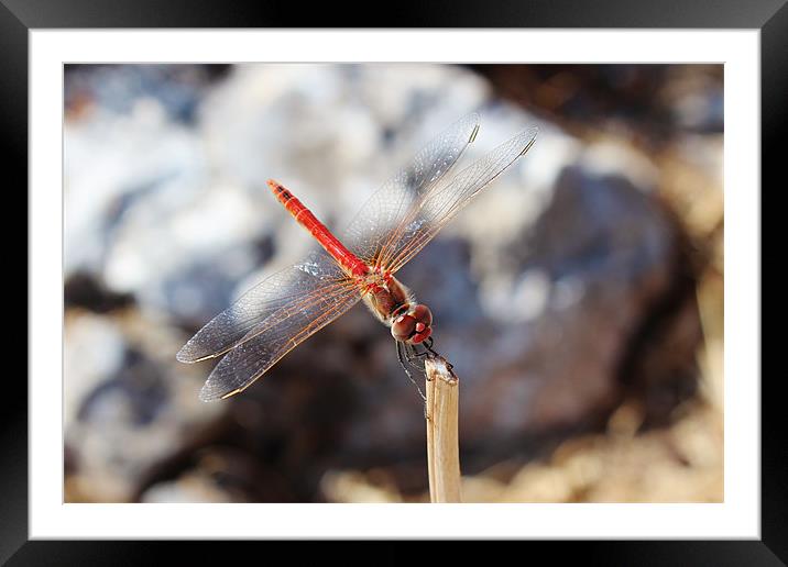 Red Veined Darter Dragonfly Framed Mounted Print by Paula Guy