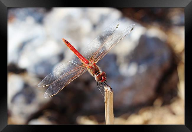 Red Veined Darter Dragonfly Framed Print by Paula Guy