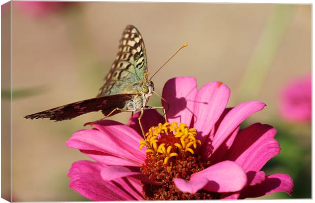 Butterfly on a pink flower Canvas Print by Paula Guy