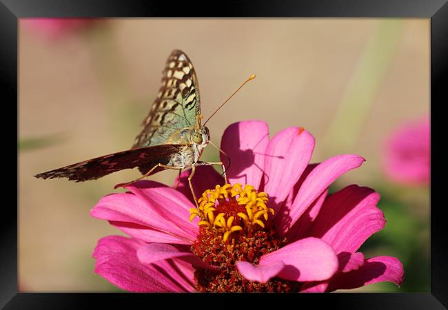 Butterfly on a pink flower Framed Print by Paula Guy