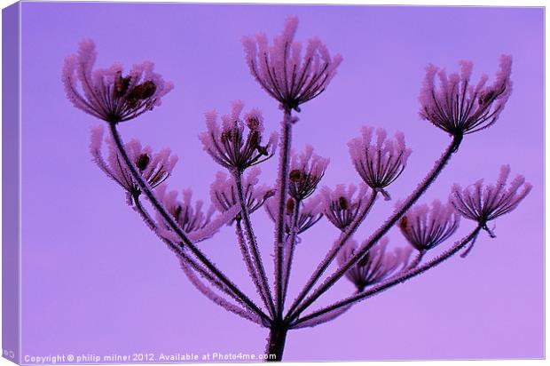 Frozen Hedge Parsley Canvas Print by philip milner