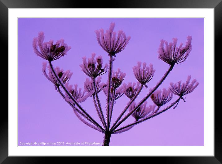 Frozen Hedge Parsley Framed Mounted Print by philip milner
